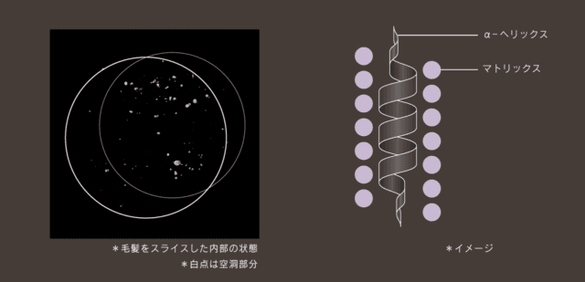 健康な髪の構造